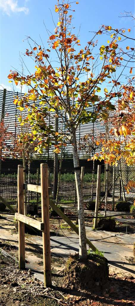 Tilia platyphyllos  20-25 SM
